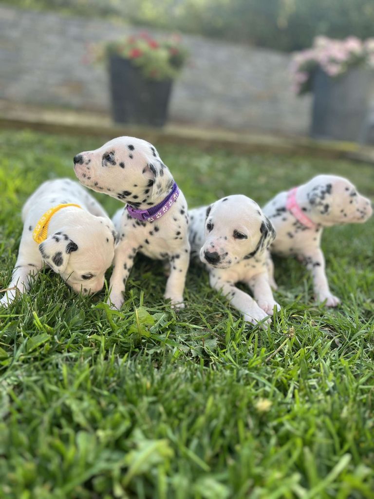 Des Pattes Blanches Du Forez - Chiot disponible  - Dalmatien