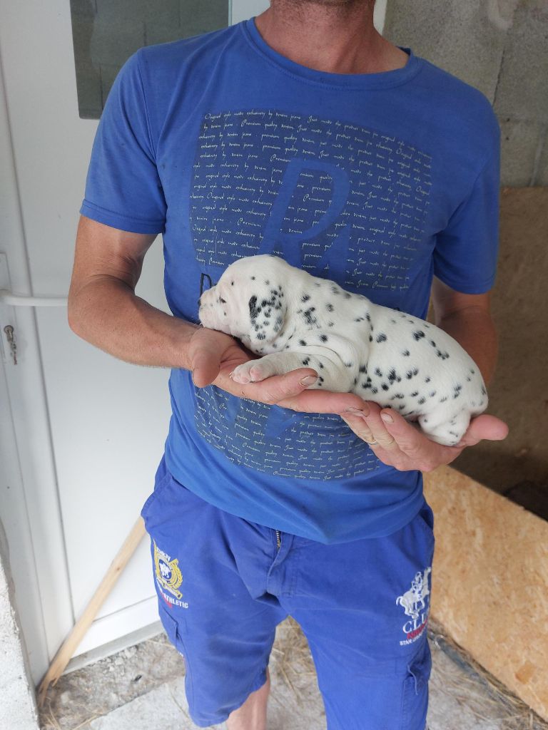 Des Pattes Blanches Du Forez - Chiot disponible  - Dalmatien