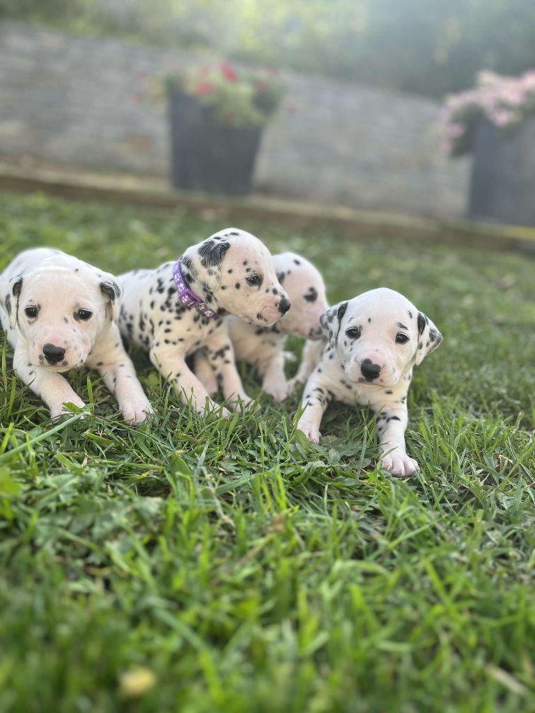 Des Pattes Blanches Du Forez - Chiot disponible  - Dalmatien