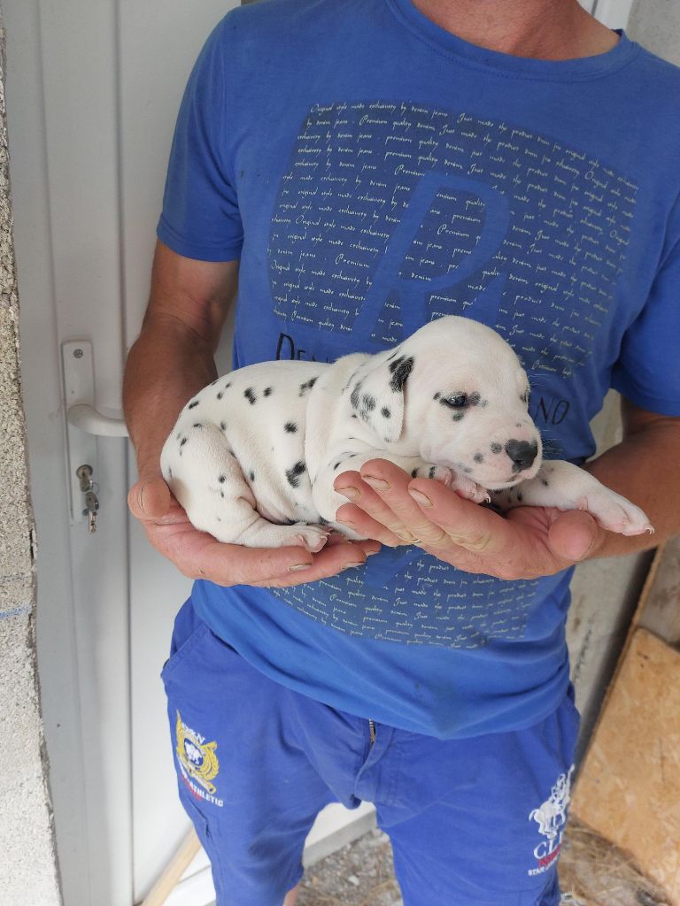 Des Pattes Blanches Du Forez - Chiot disponible  - Dalmatien