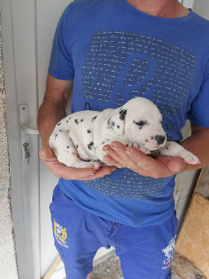 Des Pattes Blanches Du Forez - Dalmatien - Portée née le 05/06/2024