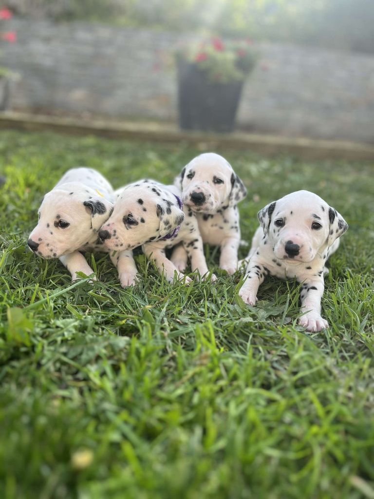 Des Pattes Blanches Du Forez - Chiot disponible  - Dalmatien